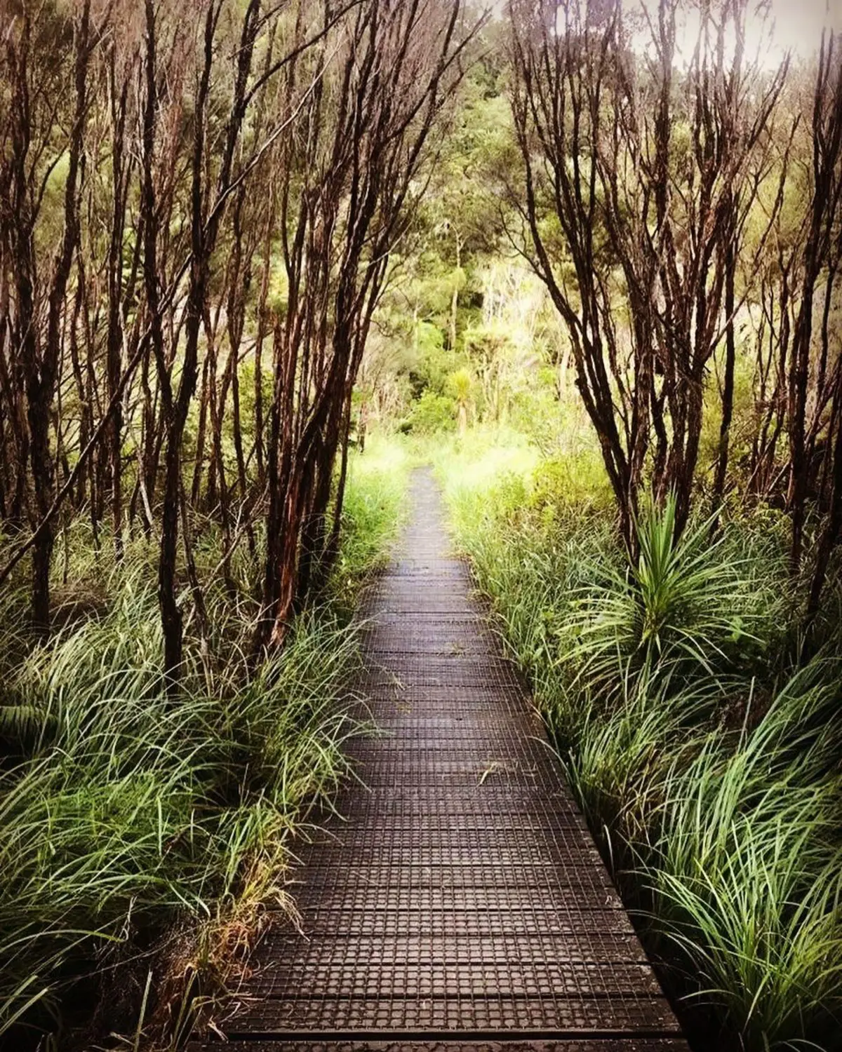 The boardwalk through Kaitoke Wetlands, Great Barrier Island — the start of the walk to the hot springs