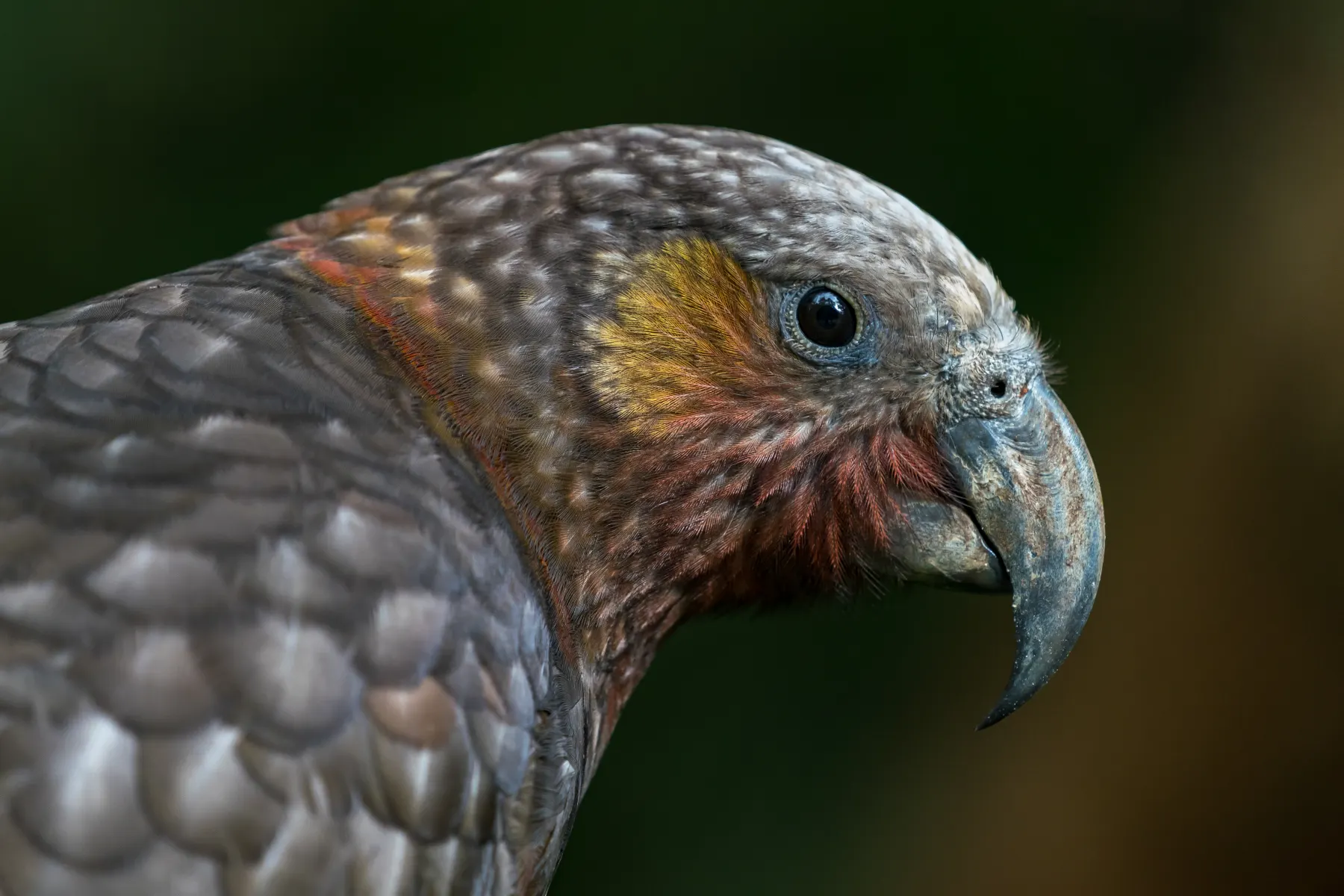 North Island kākā showing brown, gold and red plumage, a native bird found on Aotea Great Barrier Island