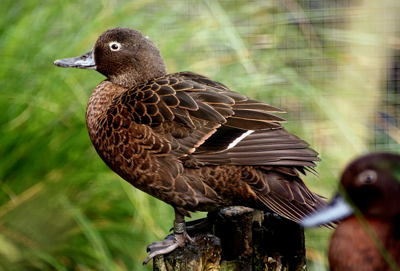 Pāteke brown teal, one of New Zealand's rarest waterfowl and a familiar bird around Aotea Great Barrier Island wetlands
