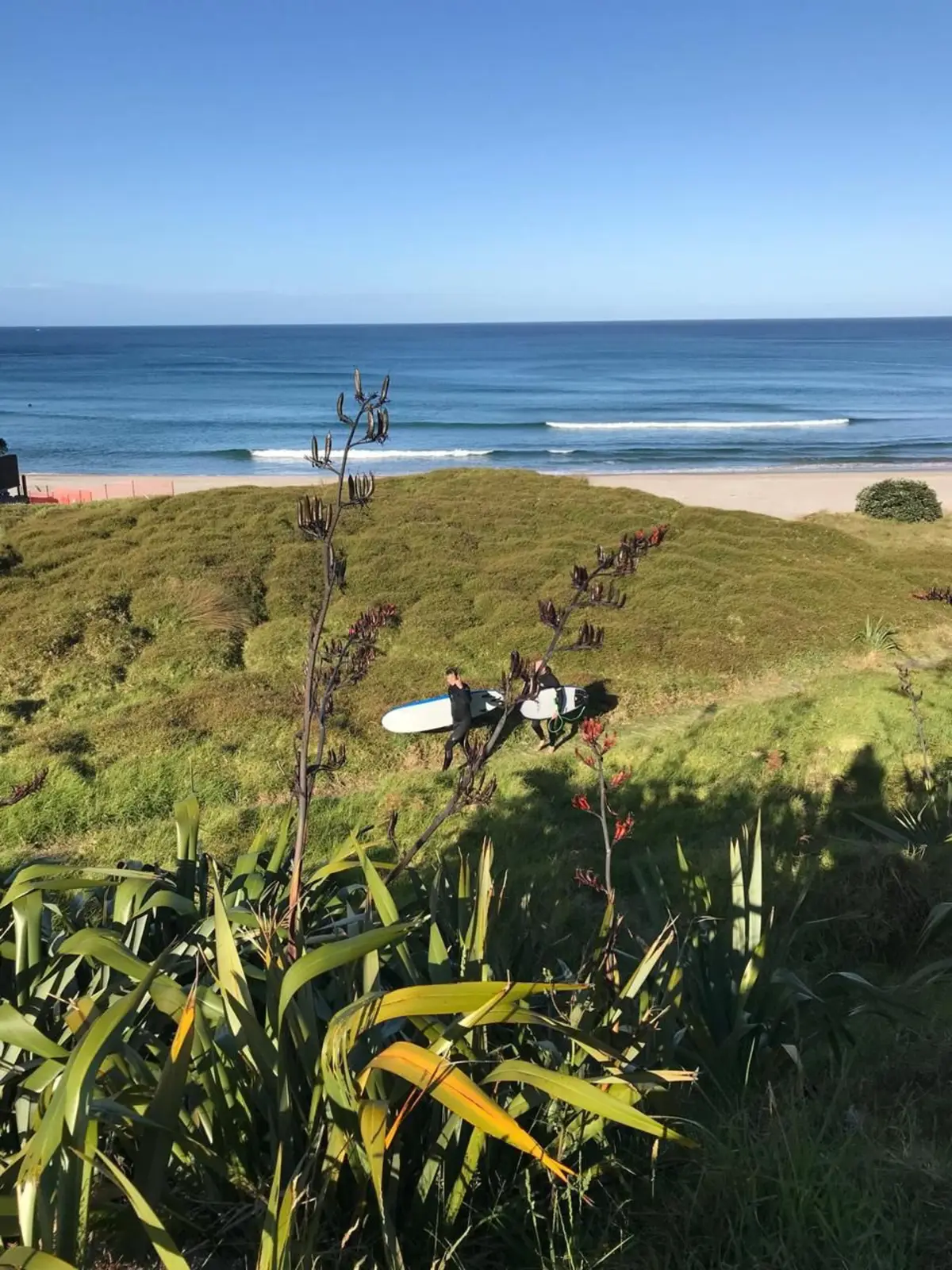 Two surfers carrying boards through harakeke toward the beach at Awana Bay, Great Barrier Island